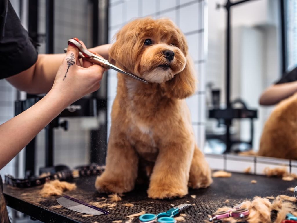 Cutting A Dogs Ear Hair