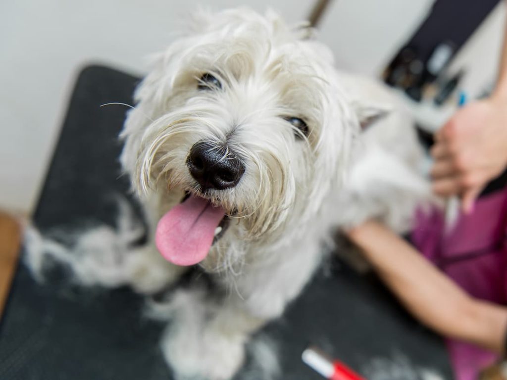 Westire Being Groomed