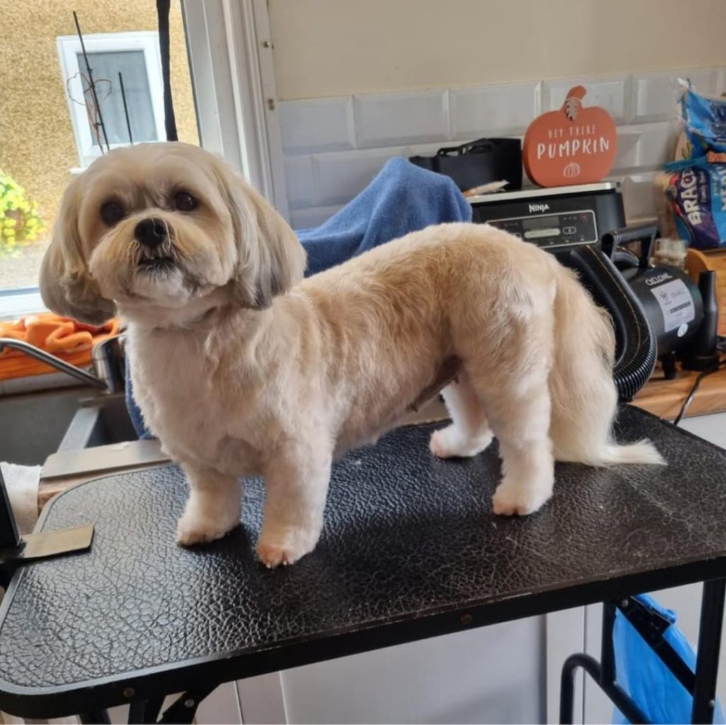 Groomed Shih Tzu