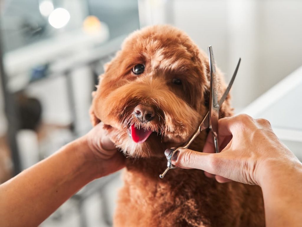 Trimming A Dogs Hair