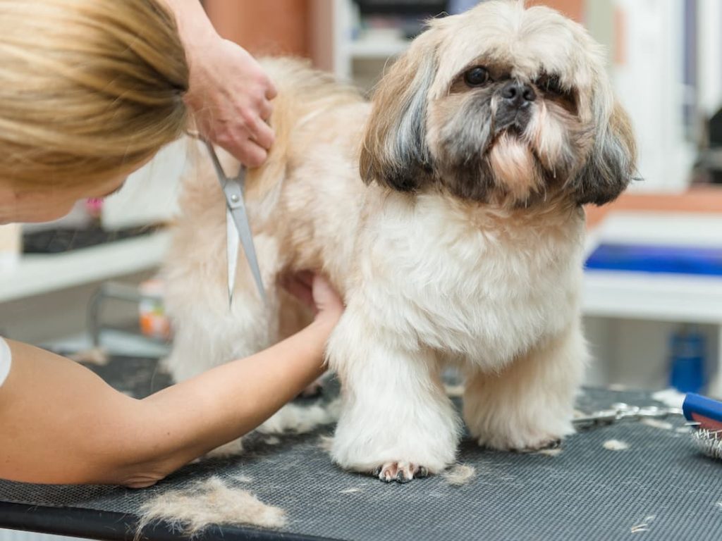 Trimming A Shih Tzu
