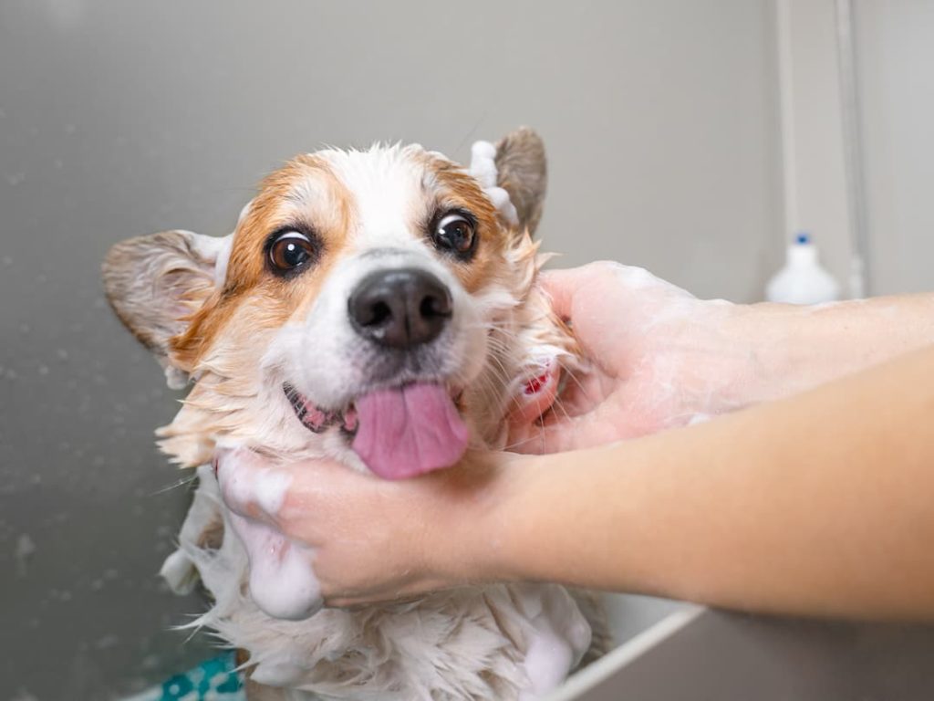 Washing A Corgi